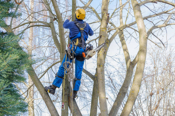 Best Tree Preservation Services  in Hendersonville, TN