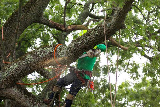 Best Tree Trimming and Pruning  in Hendersonville, TN