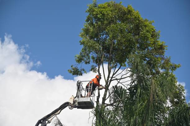 Best Seasonal Cleanup (Spring/Fall)  in Hendersonville, TN