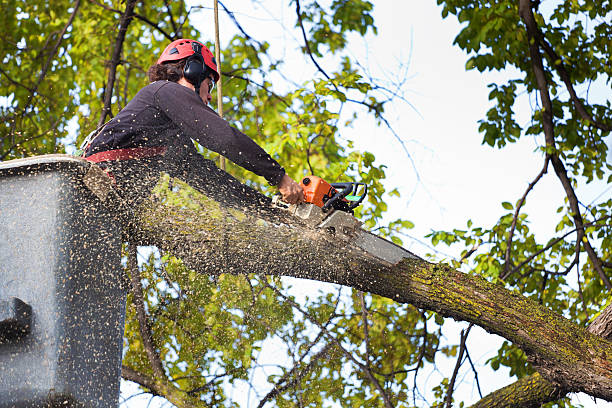 Trusted Hendersonville, TN Tree Care Experts