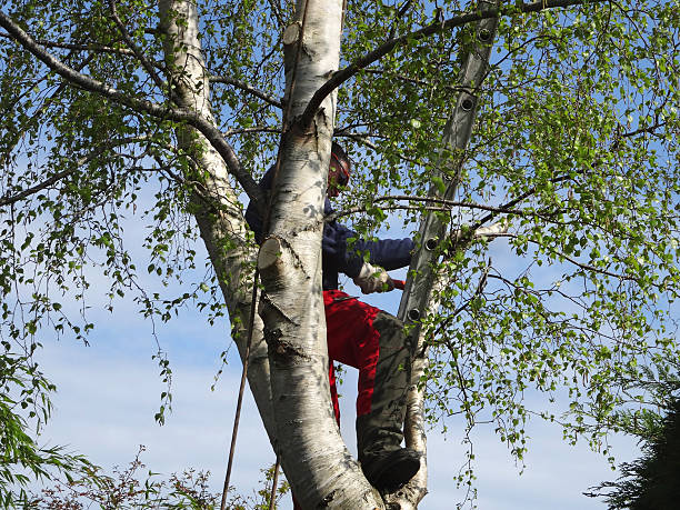 Best Tree Disease Treatment  in Hendersonville, TN