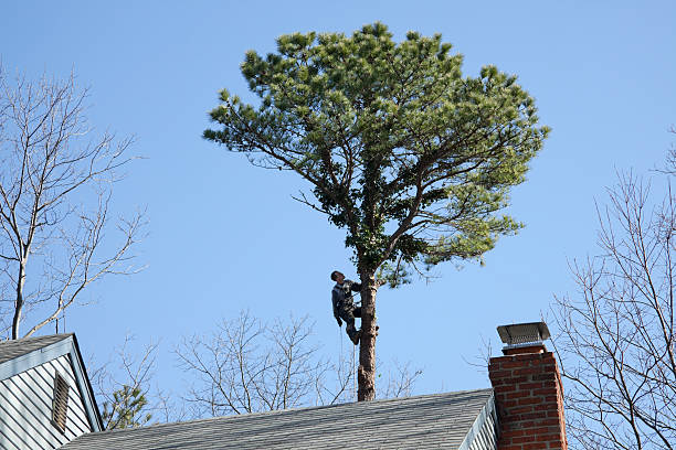 Best Fruit Tree Pruning  in Hendersonville, TN