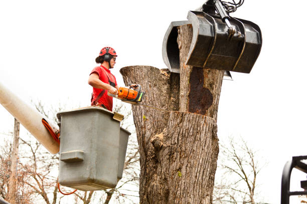 How Our Tree Care Process Works  in  Hendersonville, TN
